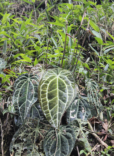 Anthurium crystallinum — Anturio cristal