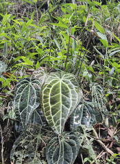 Anthurium crystallinum, photograph (c) David Sánchez-Gómez, some rights reserved (CC BY)