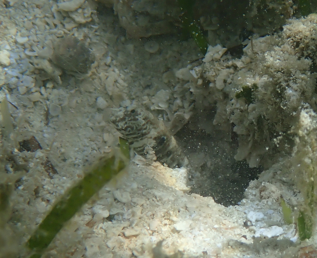 Side-spot Shrimp-goby