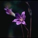 Mesa Brodiaea - Photo (c) 1999 California Academy of Sciences, some rights reserved (CC BY-NC-SA)