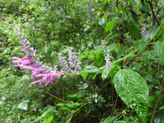 Salvia purpurea