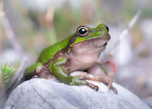 Tasmanian Tree Frog