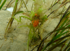 Styelidae