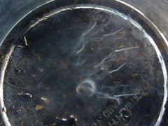 Cyclosalpa bakeri