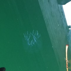 Cyclosalpa bakeri