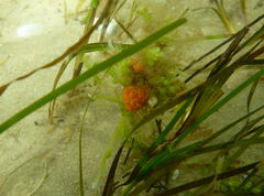 Styelidae