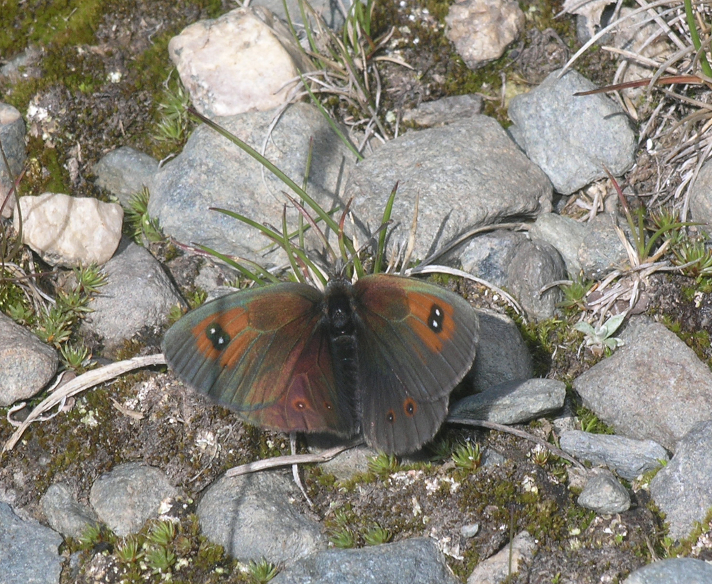 Swiss Brassy Ringlet