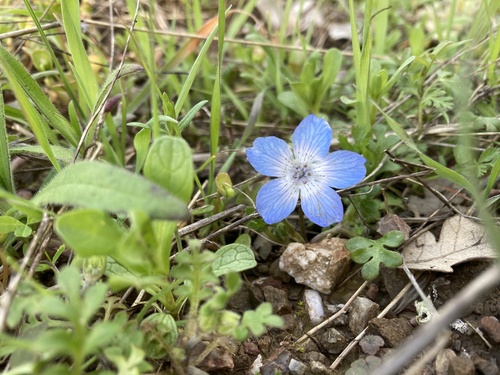 iNaturalist observation photo of Menzies' baby blue eyes