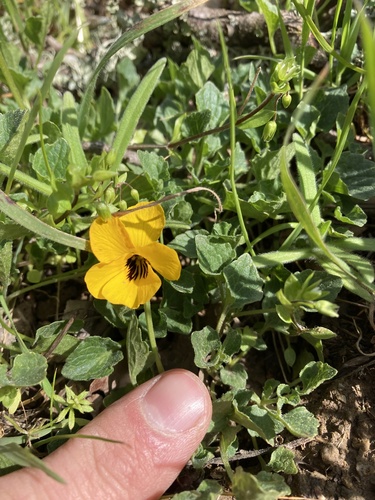 iNaturalist observation photo of California Golden Violet