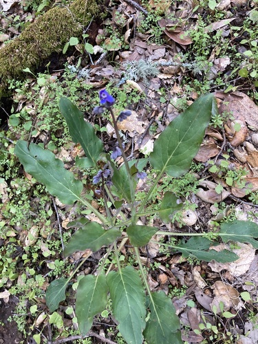 iNaturalist observation photo of Pacific hound's tongue