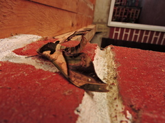 Adhemarius mexicanus