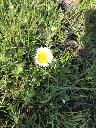 iNaturalist observation photo of Frémont's tidytips