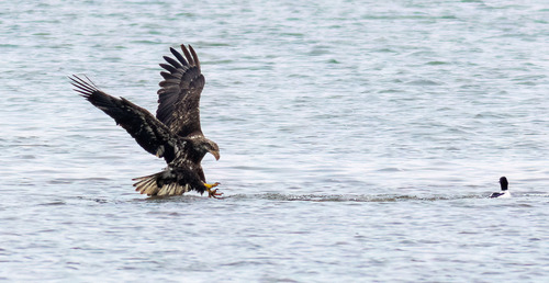 Bald Eagle photographed in Minnesota