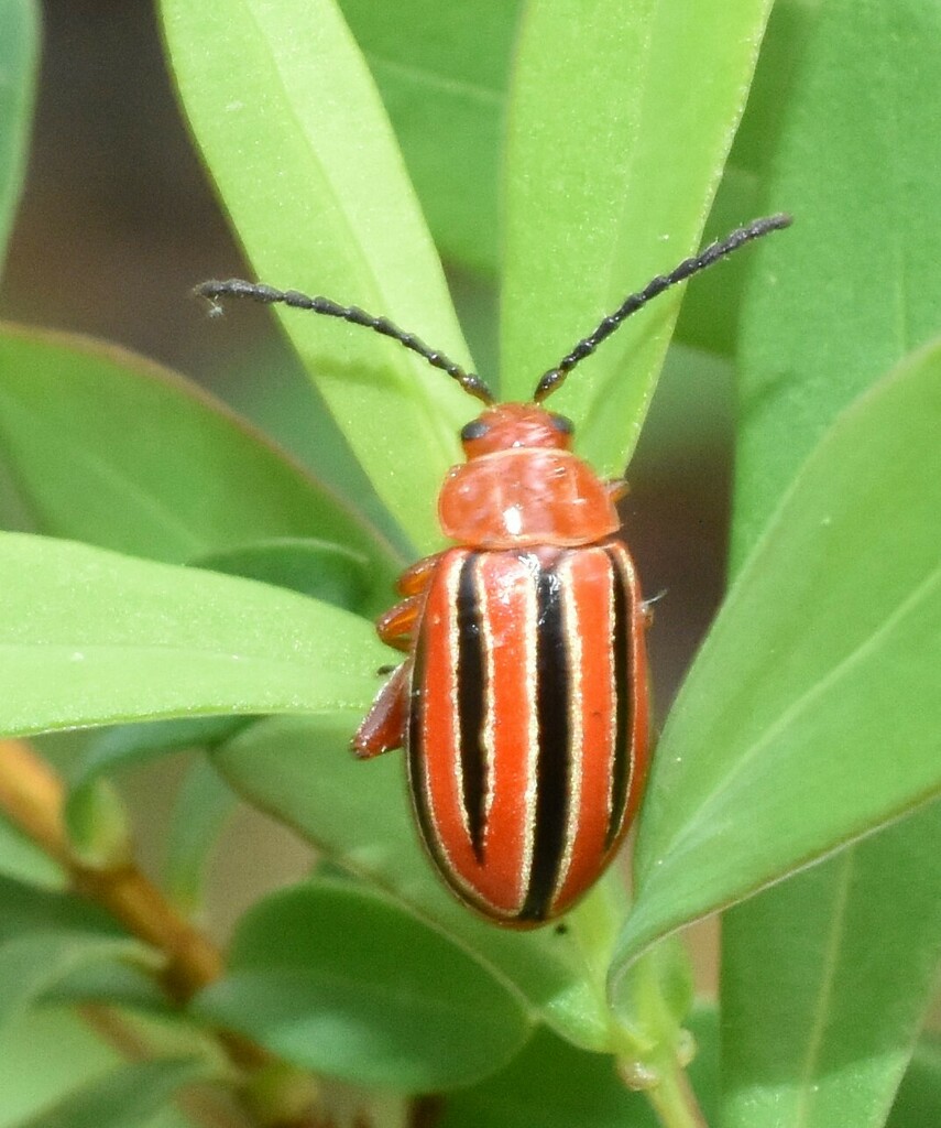 Disonycha balsbaughi
