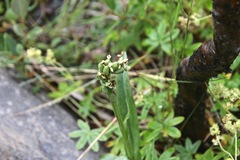 Platanthera hyperborea