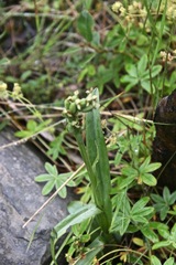 Platanthera hyperborea
