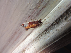 Bertholdia albipuncta