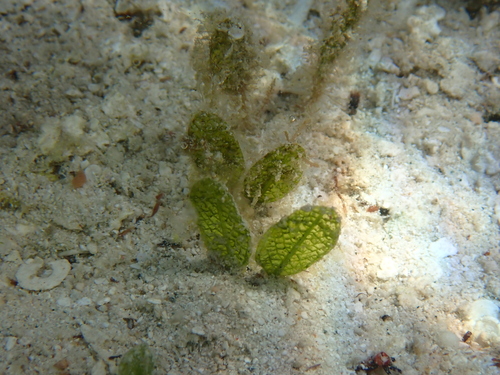Halophila ovalis iNat (3)