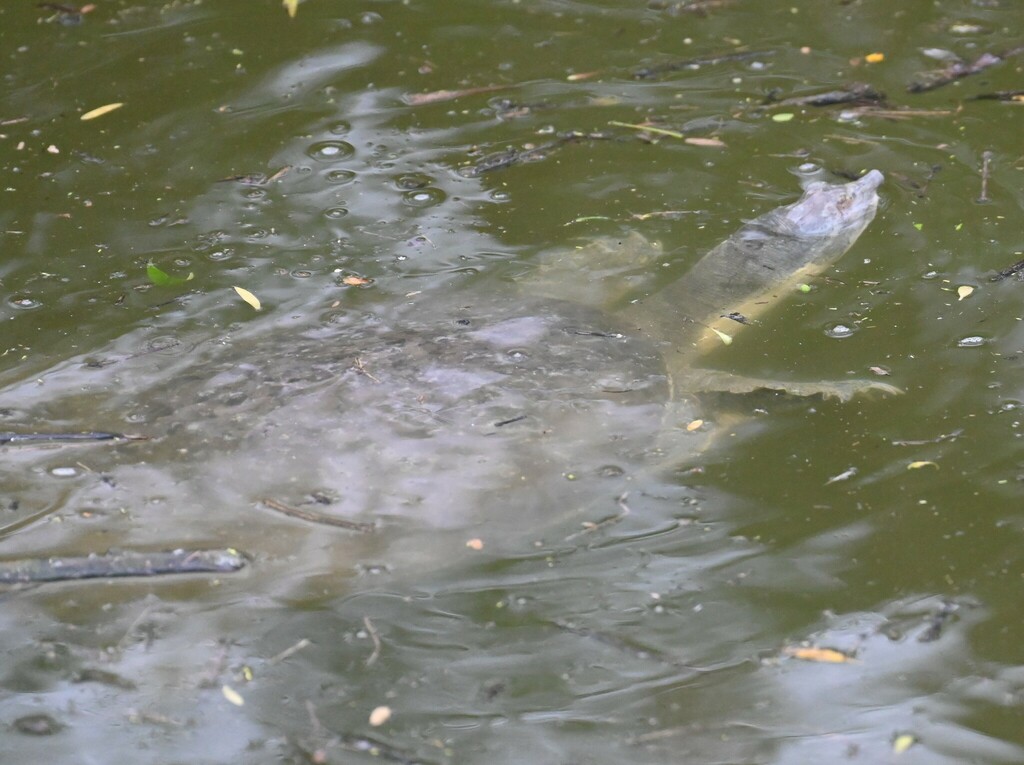 spiny-softshell-from-calallen-corpus-christi-tx-usa-on-march-30