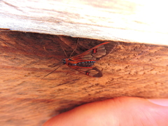 Cosmosoma cingulatum