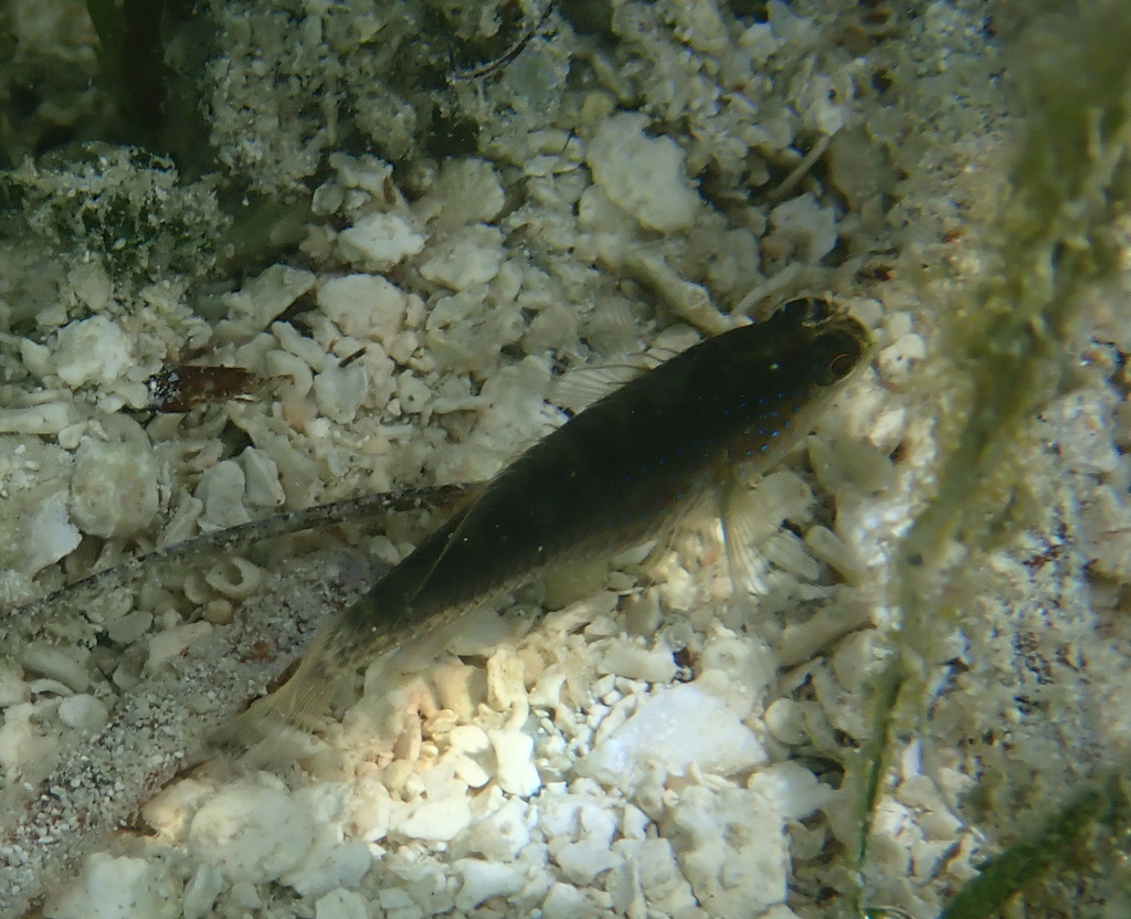 Bluespotted Goby