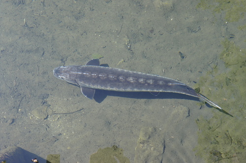 Shortnose Sturgeon