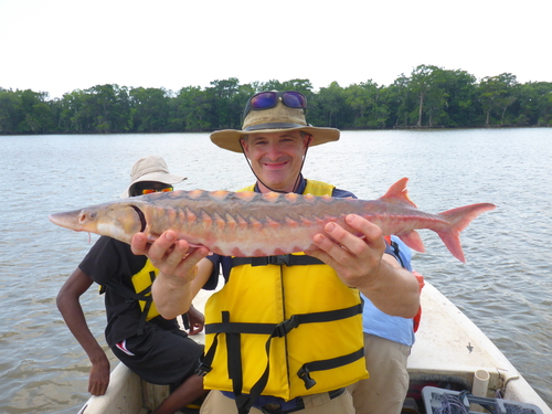 Shortnose Sturgeon