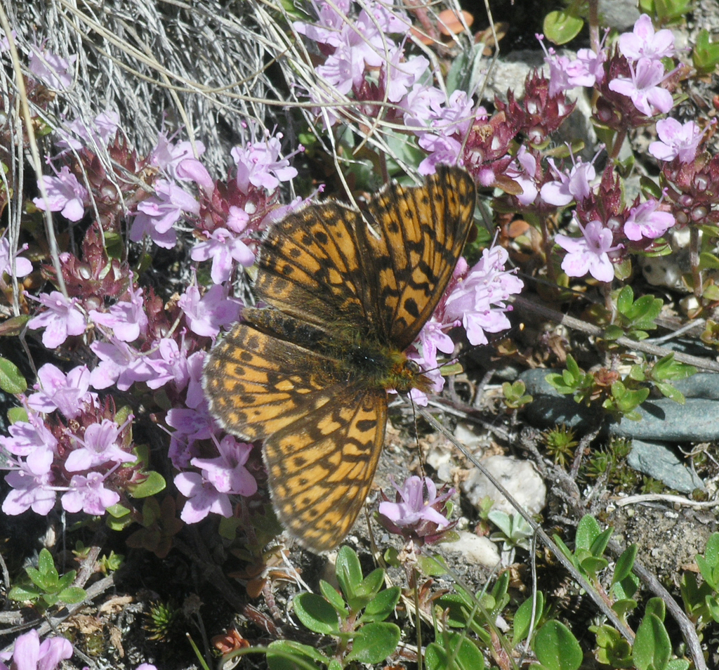 Boloria selenis
