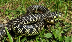 Hierophis viridiflavus