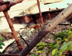 Libellulidae