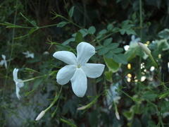 Jasminum officinale
