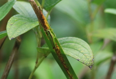 Gesonula punctifrons