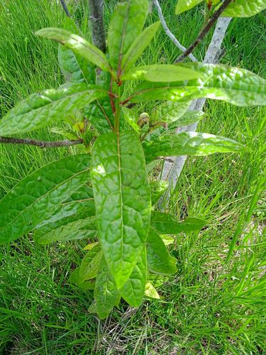 Corynocarpus dissimilis