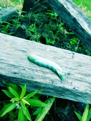 Lepidoptera