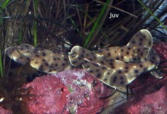 Swell Shark photo 5