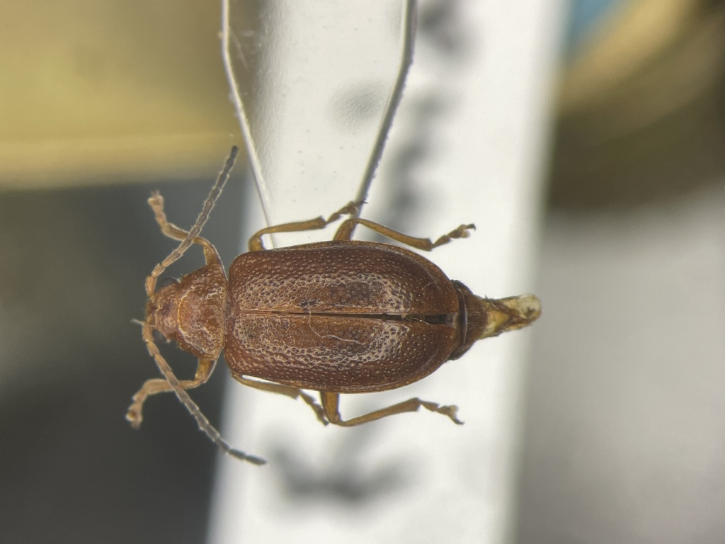 Tricholochmaea kalmiae