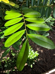 Simarouba