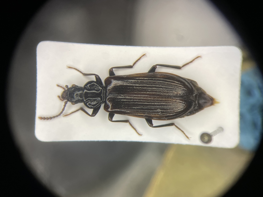Black Pythid Beetle