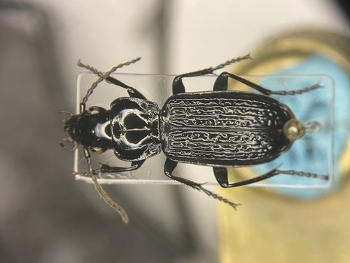 Pterostichus punctatissimus