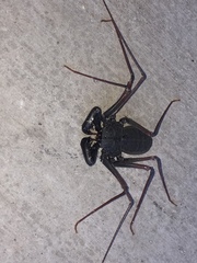 Paraphrynus carolynae