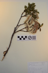 Salix arctophila