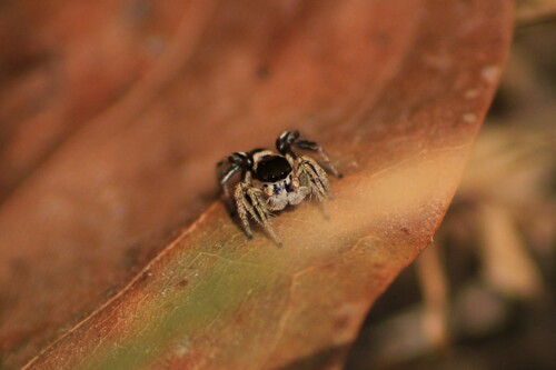 Habronattus velivolus