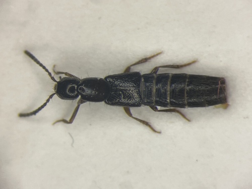 Staph beetle