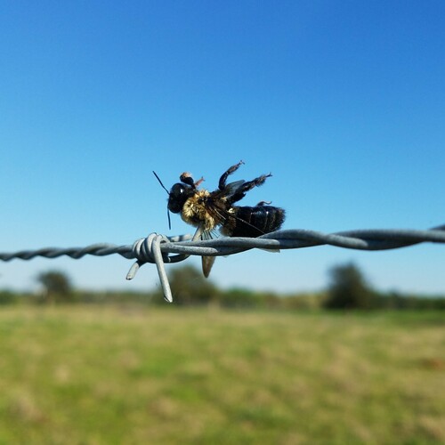 Eastern Carpenter Bee (Xylocopa virginica), a species recorded in Delaware