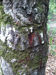 Phytophthora ramorum