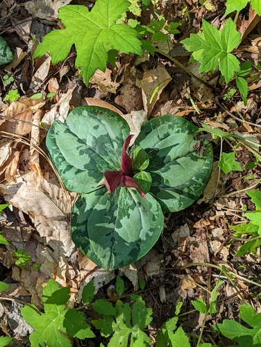 Image of Trailing Wakerobin (Trillium decumbens) by no rights reserved