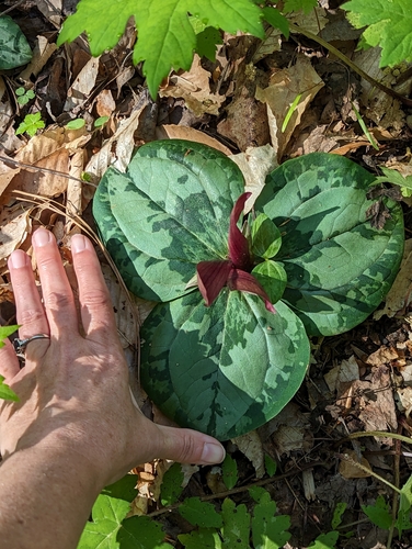 Image of Trailing Wakerobin (Trillium decumbens) by no rights reserved