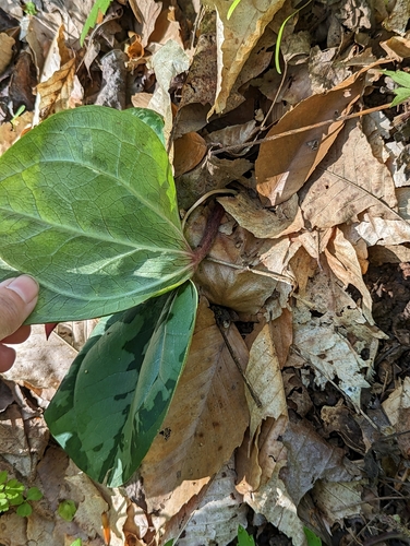 Image of Trailing Wakerobin (Trillium decumbens) by no rights reserved