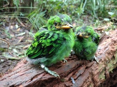 Whitehead's Broadbill photo 2