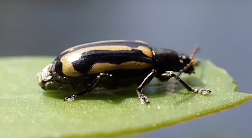 Alligatorweed Flea Beetle photo 3